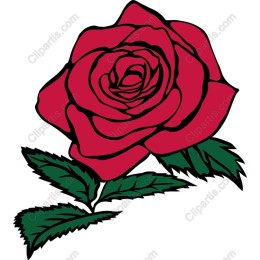 Elegant Red Rose