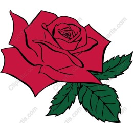 Red Rose