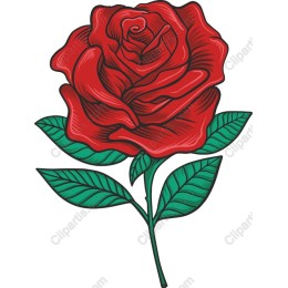 Elegant Red Rose