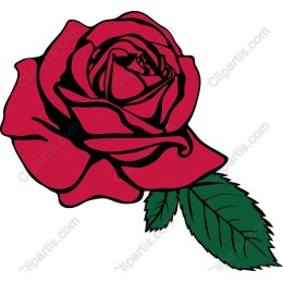 Elegant Red Rose