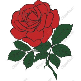 Red Rose