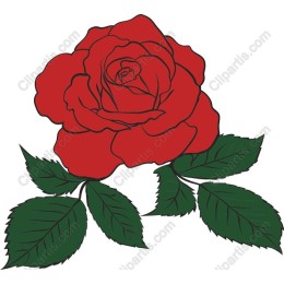 Red Rose