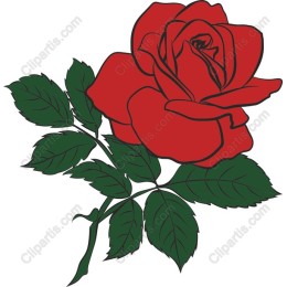 Red Rose