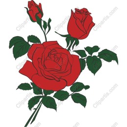 Elegant Red Roses