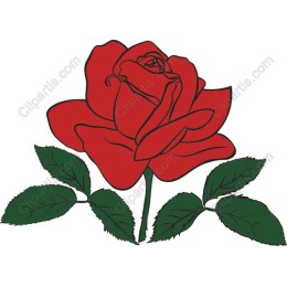 Red Rose