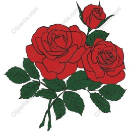 Elegant Red Roses