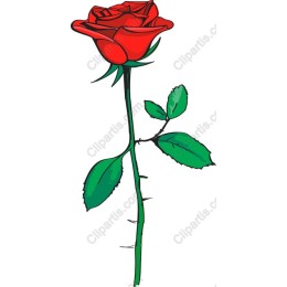 Elegant Red Rose