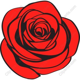Elegant Red Rose