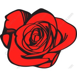 Bold Red Rose