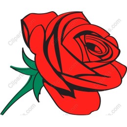 Elegant Red Rose