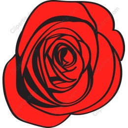 Elegant Red Rose