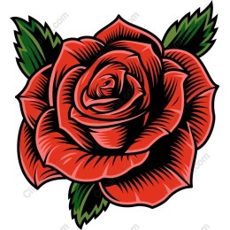 Gorgeous Red Rose