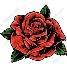 Elegant Red Rose