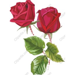 Double Rose Elegance