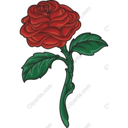 Elegant Red Rose
