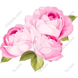 Elegant Pink Roses