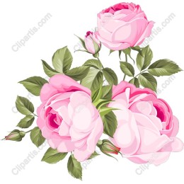 Elegant Pink Roses