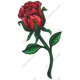 Elegant Red Rose