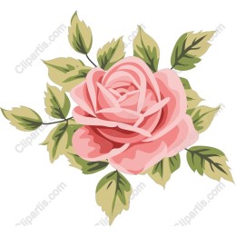 Elegant Pink Rose