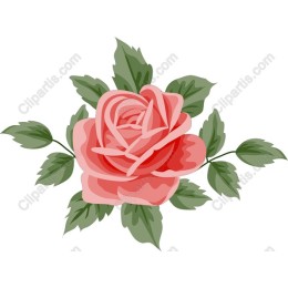 Elegant Blooming Rose