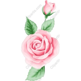 Elegant Pink Rose