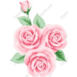 Elegant Pink Rose Set