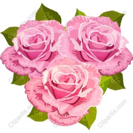 Romantic Pink Roses