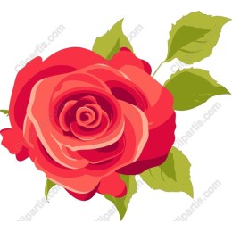 Blooming Red Rose