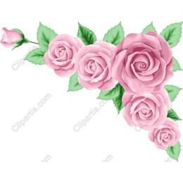Pink Roses