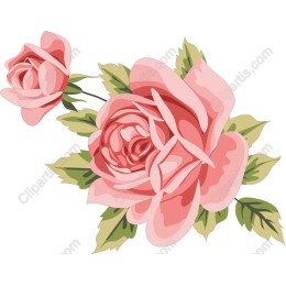 Pink Rose