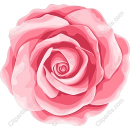 Exquisite Pink Rose