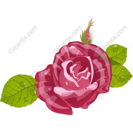 Elegant Pink Rose
