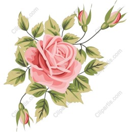Exquisite Pink Rose