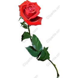 Red Rose