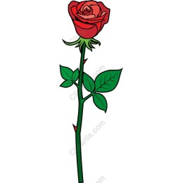 Elegant Red Rose