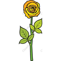 Yellow Rose