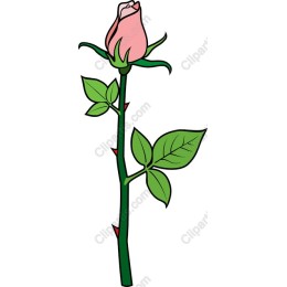 Elegant Pink Rose