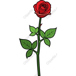 Vibrant Red Rose