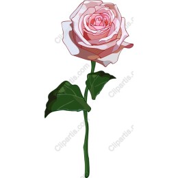 Pink Rose