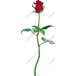 Red Rose