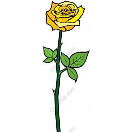 Stunning Yellow Rose