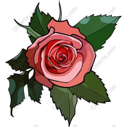 Elegant Pink Rose