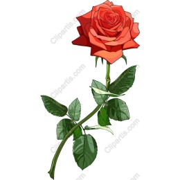 Elegant Red Rose