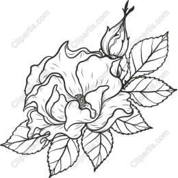 Elegant Hand-Drawn Rose