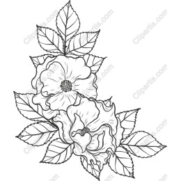Elegant Rose Drawing