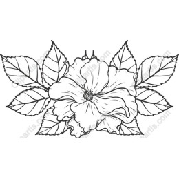 Hibiscus Blossom Floral
