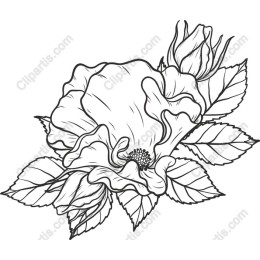 Elegant Rose Floral