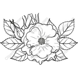 Elegant Rose Floral