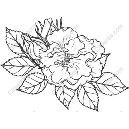 Blooming Elegance: Flower