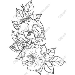 Rose Blossom